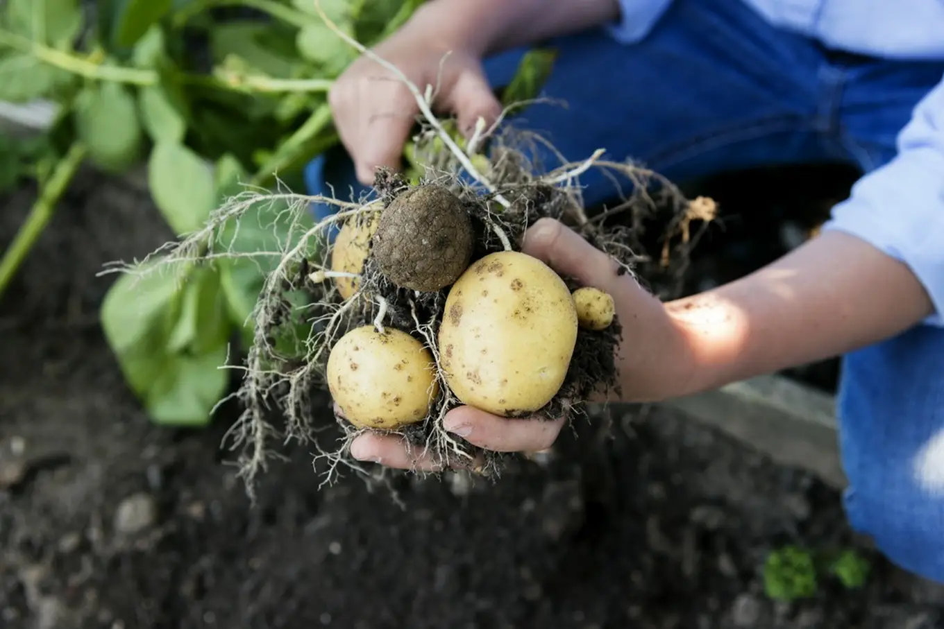 uprawa ziemniaków